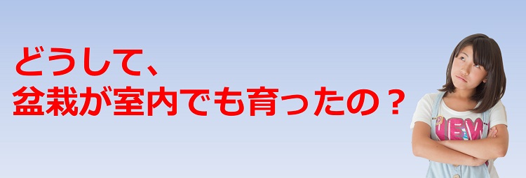 どうして、盆栽が室内でも育ったの?