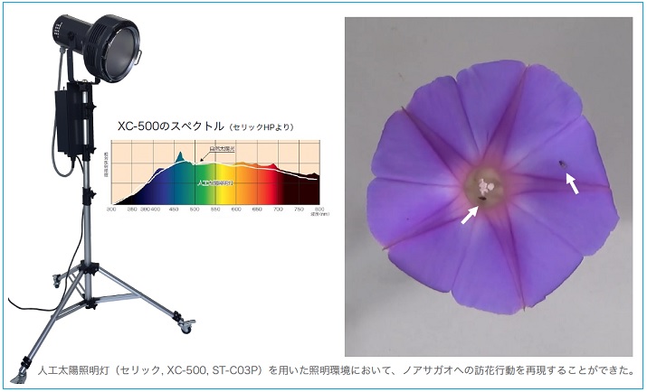 人工太陽照明灯納入事例【ハエの研究　名古屋大学石川由希先生】