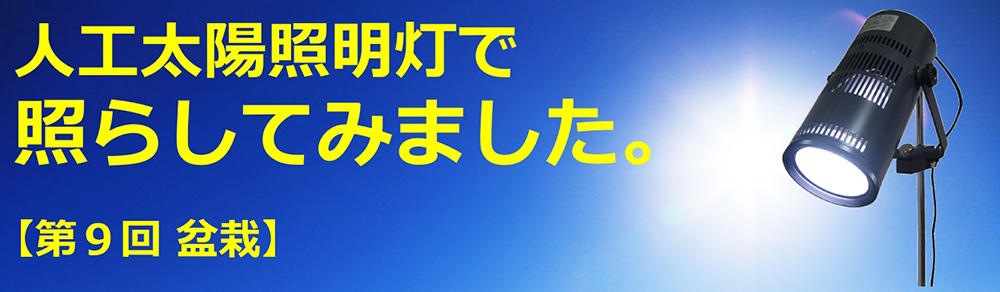 人工太陽照明灯で照らしてみました。【第9回　盆栽】